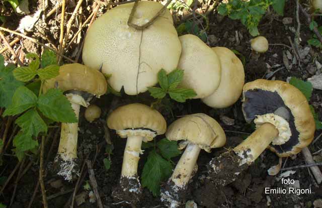 Stropharia rugosoannulata var lutea