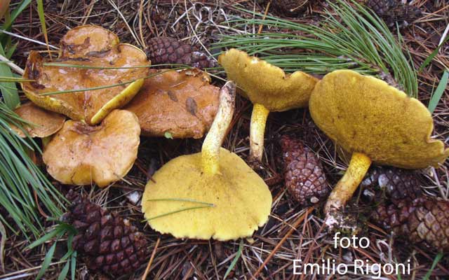 Suillus collinitus