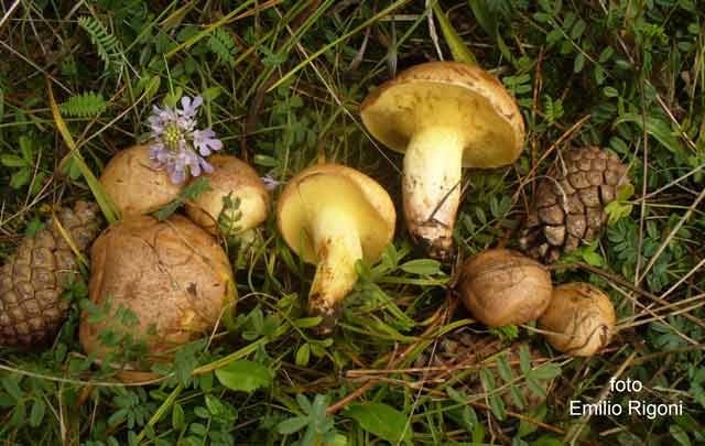Suillus collinitus