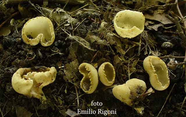 Tarzetta catinus