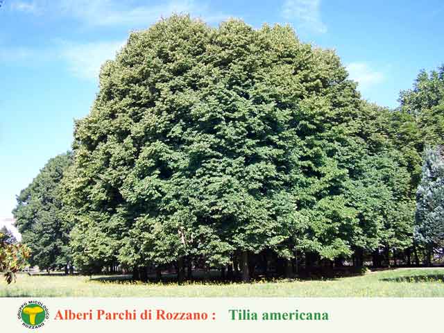 Tilia americana