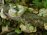 Trametes hirsuta