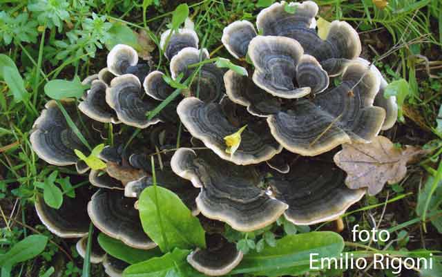 Trametes versicolor