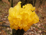 Tremella mesenterica 