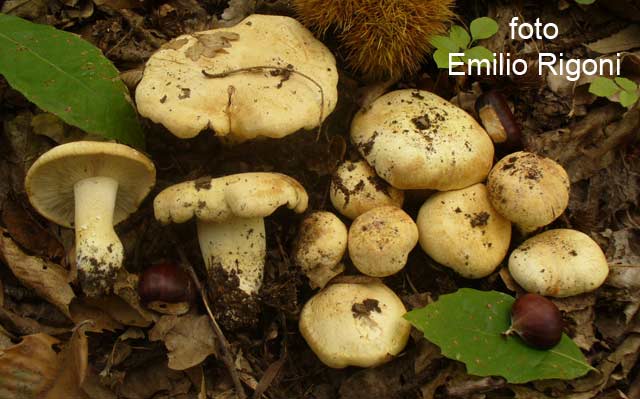 Tricoloma acerbum