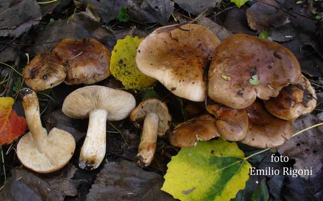 Tricoloma populinum