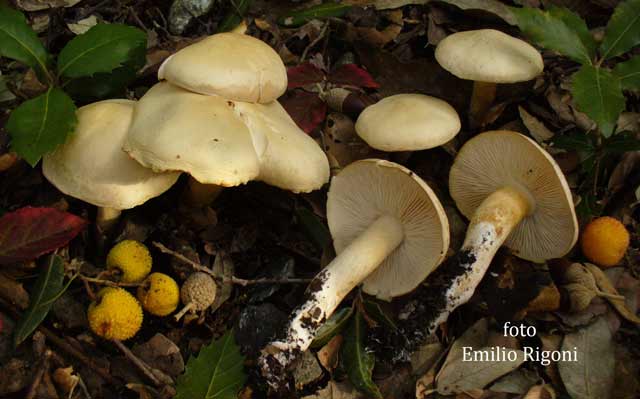 Tricoloma pseudoalbum