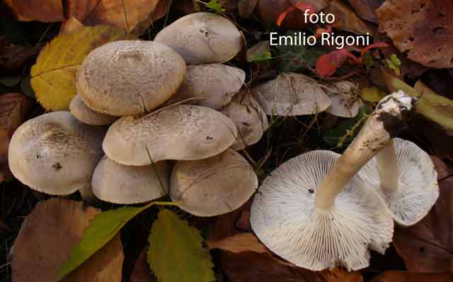 Tricoloma scalpturatum