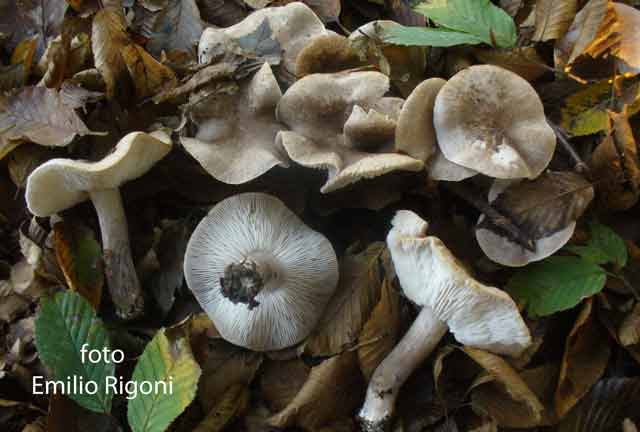 Tricoloma scalpturatum