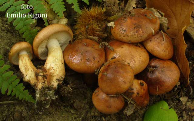 Tricoloma ustaloides