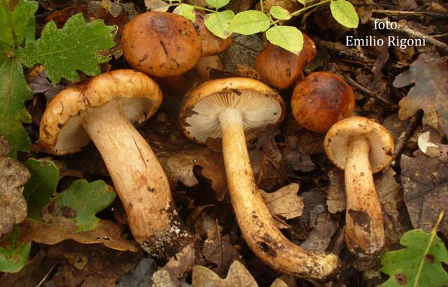 Tricoloma ustaloides
