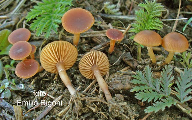 Tubaria hiemalis