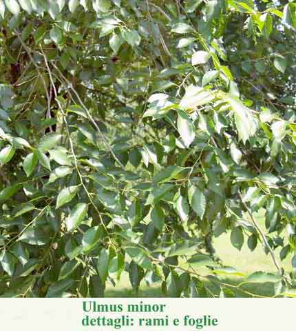 Ulmus minor