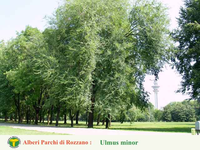 Ulmus minor