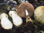 Volvariella bombycina 