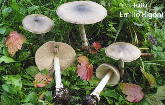 Volvariella gloiocephala