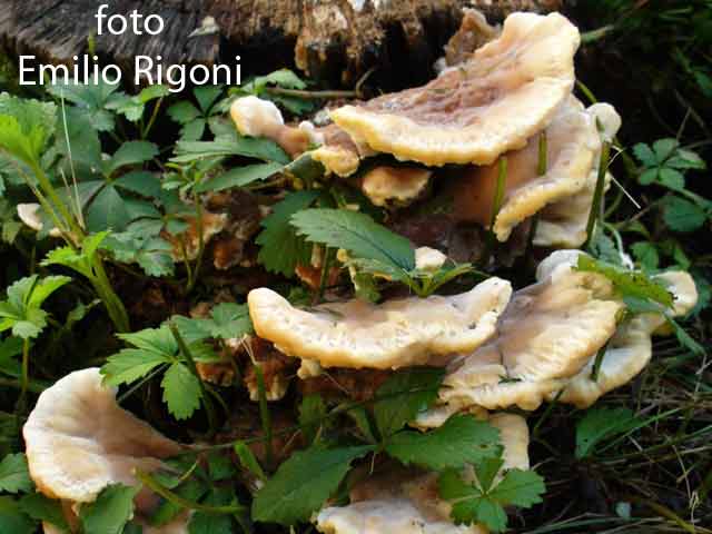 Abortiporus biannis
