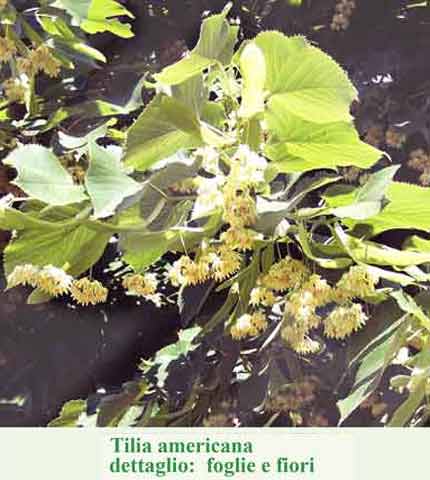 Tilia americana